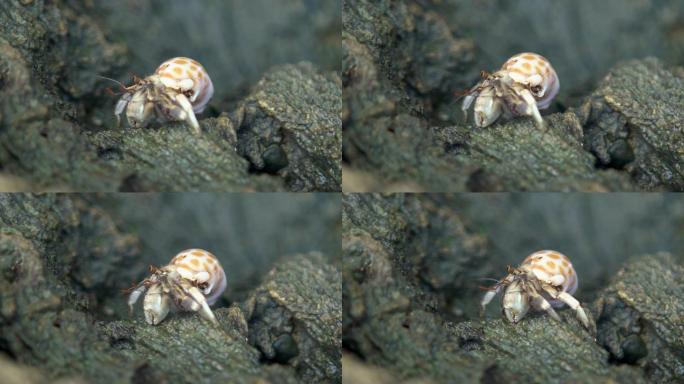 寄居蟹在热带海滩的火山岩上缓慢移动
