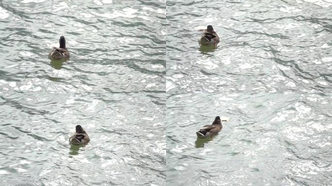 高速  水鸭