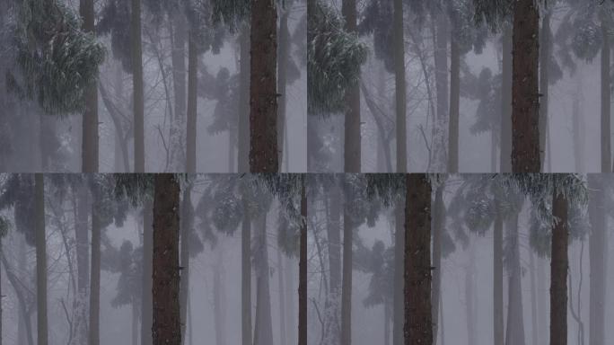 6K大雾冰雪中的松林04