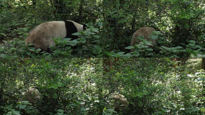 在灌木丛中行走的大熊猫
