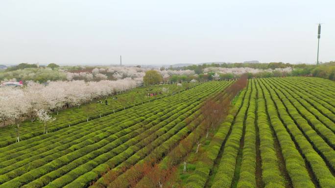 航拍江西凤凰沟景区樱花园