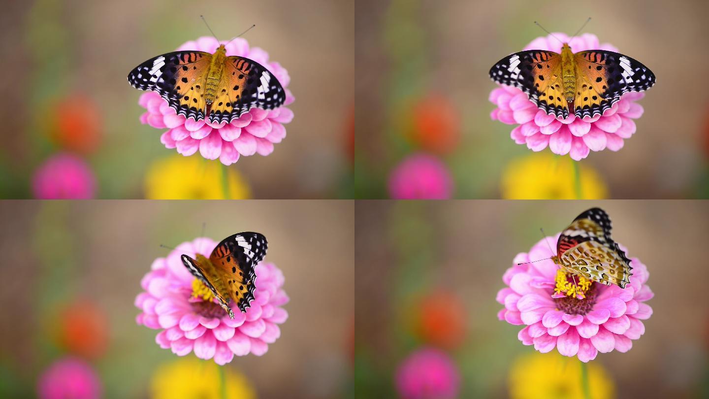 蝴蝶采花粉