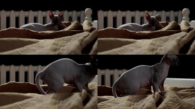 斯芬克斯猫在床上玩