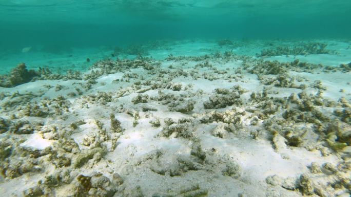 海底潜水摄影视频素材