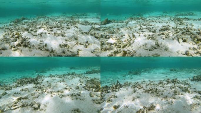海底潜水摄影视频素材