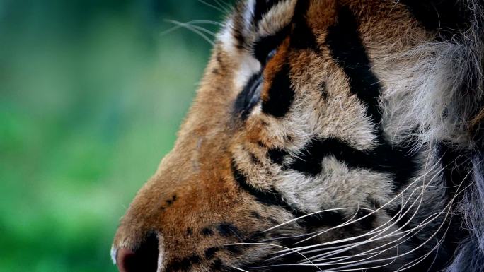 老虎出现在丛林中虎野生动物园眼睛眼神震慑