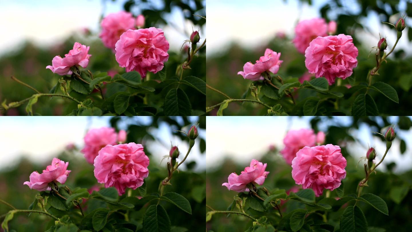 粉红玫瑰特写镜头盛开绽放