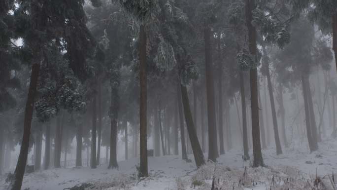 6K大雾冰雪中的松林14