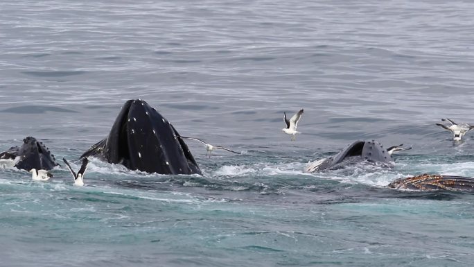 在南极洲觅食的鲸鱼
