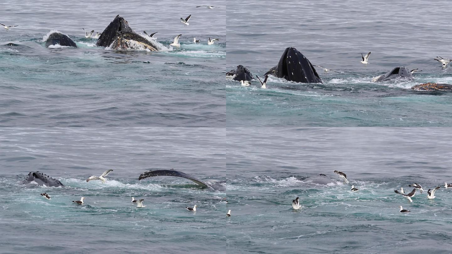 在南极洲觅食的鲸鱼