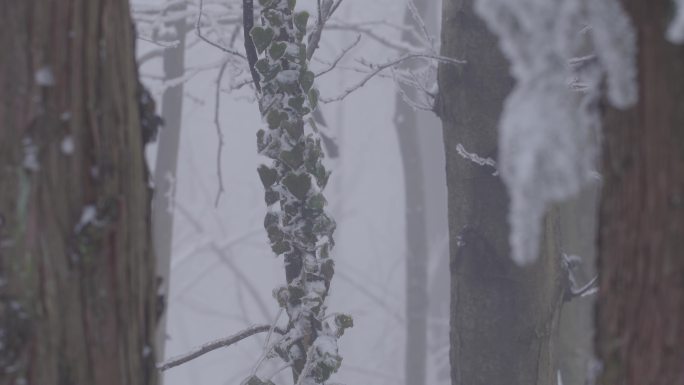 6K冰雪中的藤缠树02