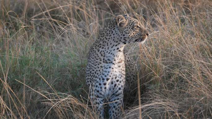 非洲肯尼亚马赛马拉野生动物保护区