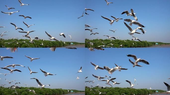 海鸥海鸥飞翔一群海鸥展翅飞翔