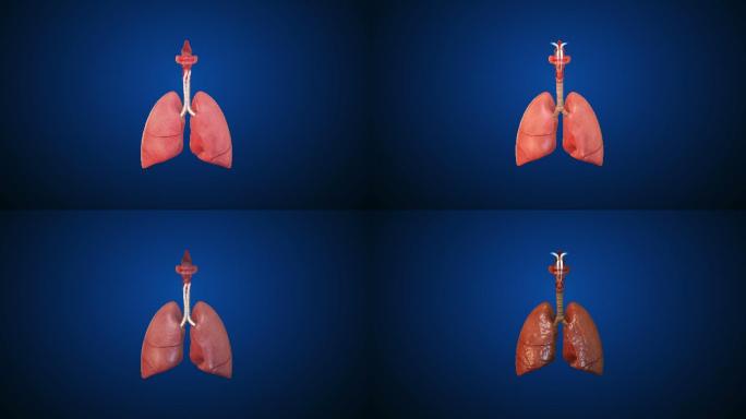 吸烟会损害肺部肺部科普宣传动画