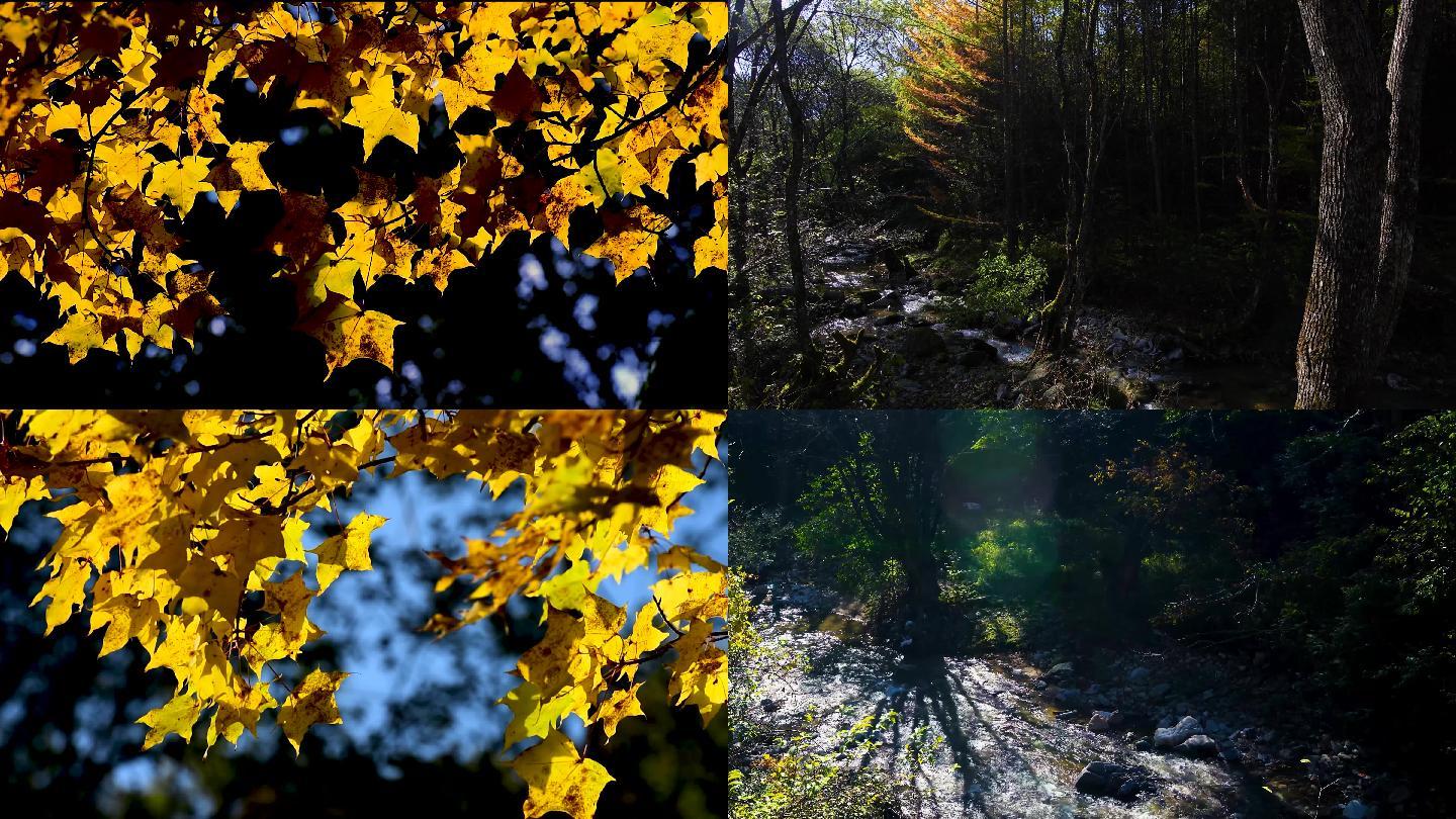 秋天 秋景 素材 光影 植物 自然 探索