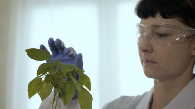 生物学家检查样本科研仔细认真绿色植物