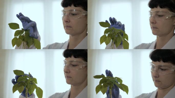 生物学家检查样本科研仔细认真绿色植物