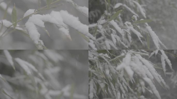 高清高帧率灰片冬雪花松树竹叶特写素材