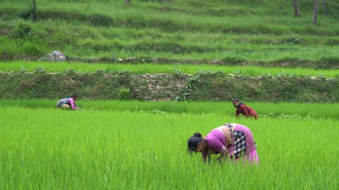 女性农民在雨季将水稻秧苗连根拔起