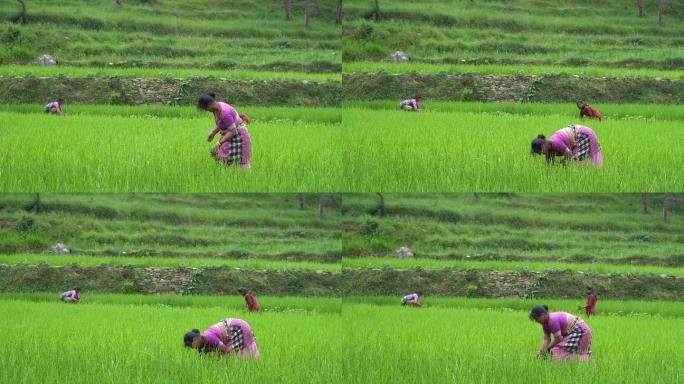 女性农民在雨季将水稻秧苗连根拔起