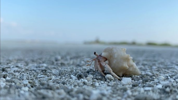 一只小寄居蟹走过现场的特写镜头