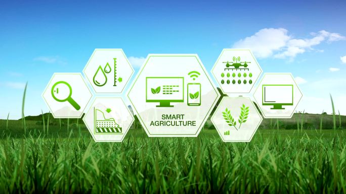 智能农业科技农田绿芽稻田发芽成长