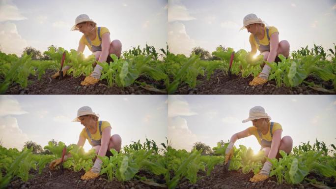 女人正在种植园里种植甜菜