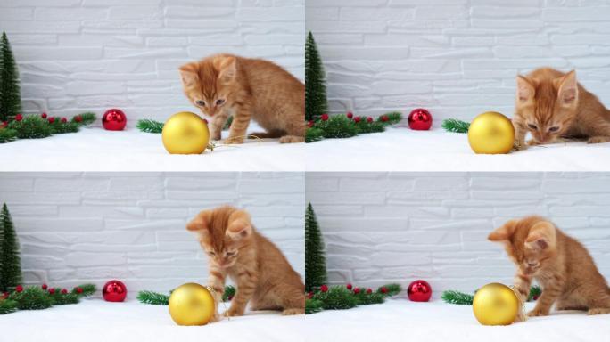 玩圣诞球的橘猫萌宠