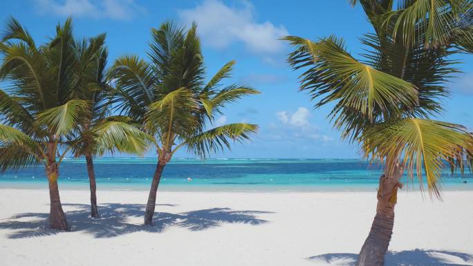 美丽的热带海滩棕榈树云天放松
