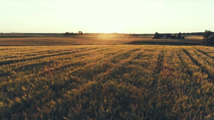 金色的大麦田。鸟瞰图