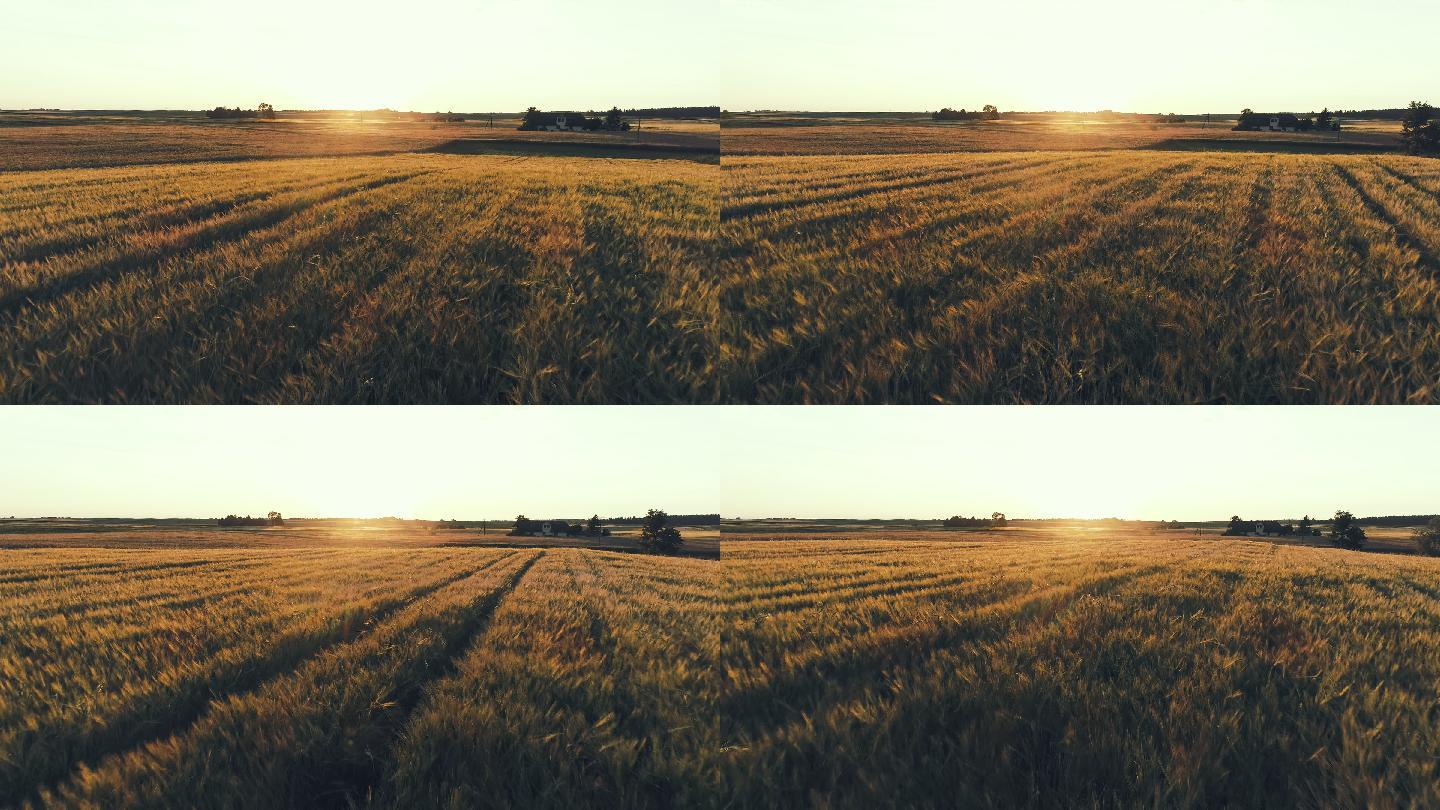 金色的大麦田。鸟瞰图