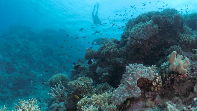 一名潜水员游过一个五颜六色的礁石