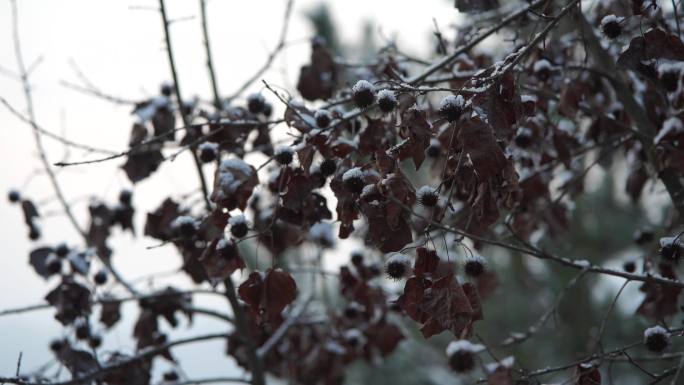 野果树叶上的雪花