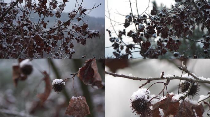 野果树叶上的雪花