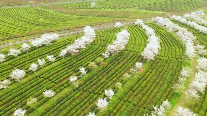 航拍江西凤凰沟景区樱花园