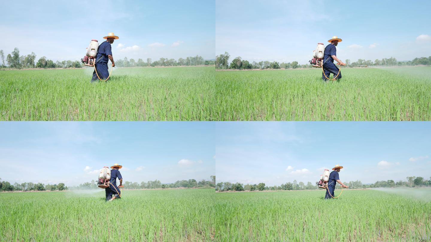 在稻田里干活的人乡村老人打农药田园劳作