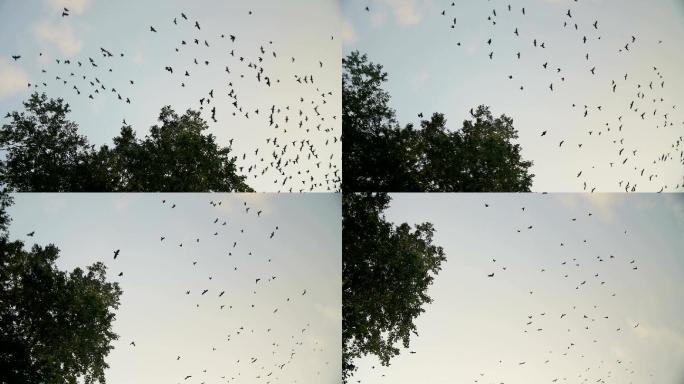 乌鸦飞过树林的剪影。