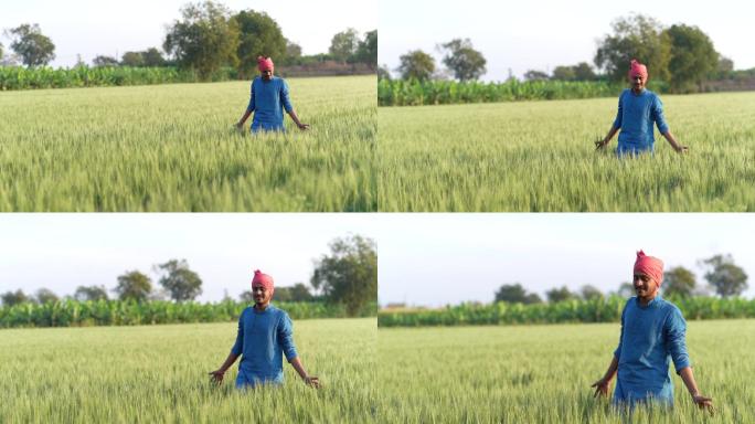 绿色麦田里的印度年轻农民