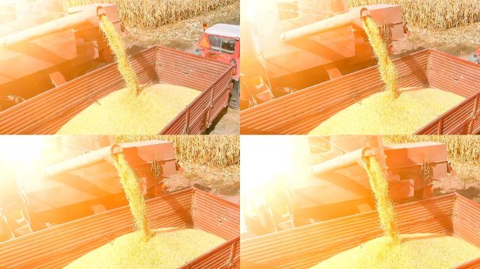 收割玉米慢动作水稻谷农业丰收稻田小麦粮食