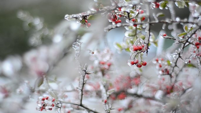 2022年2月重庆南川山王坪景区第一场雪