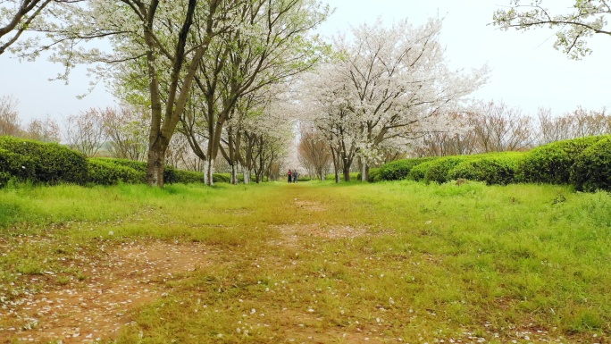 南昌凤凰沟樱花园