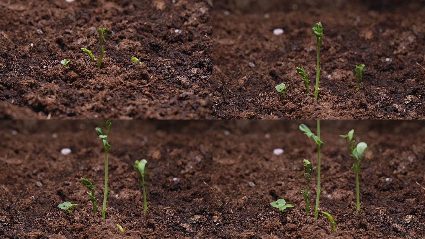 高清-万物生长黄豆苗