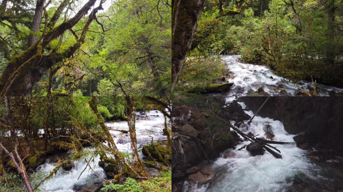 西藏察隅原始森林和溪流（2）