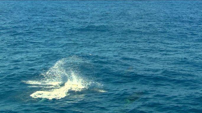 海上鲸鱼鲸鱼跃出水面大西洋海洋生物