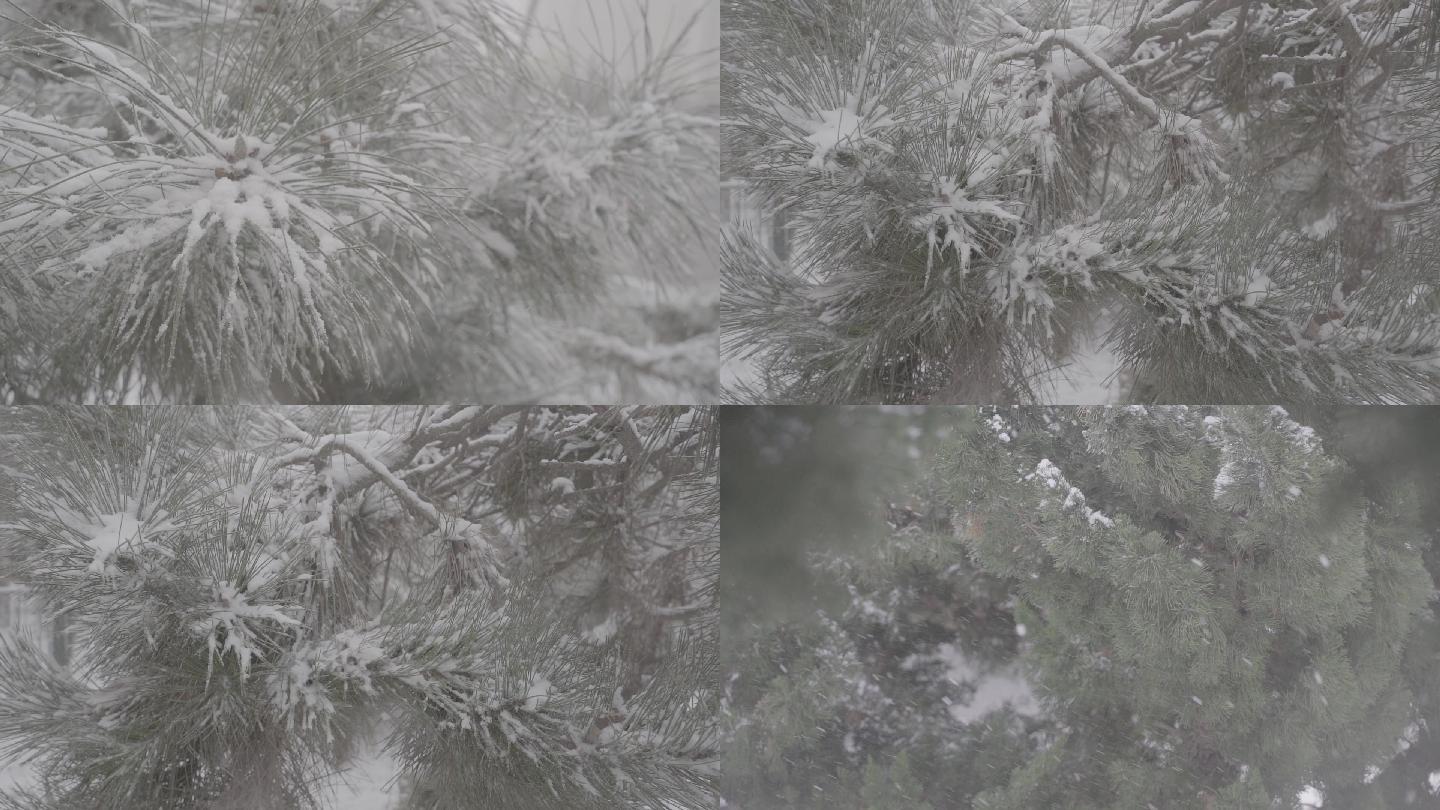 高清灰片高帧率冬雪花松树特写素材