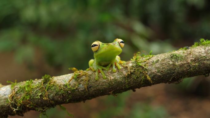 树蛙非洲丛林原始森林野生物种
