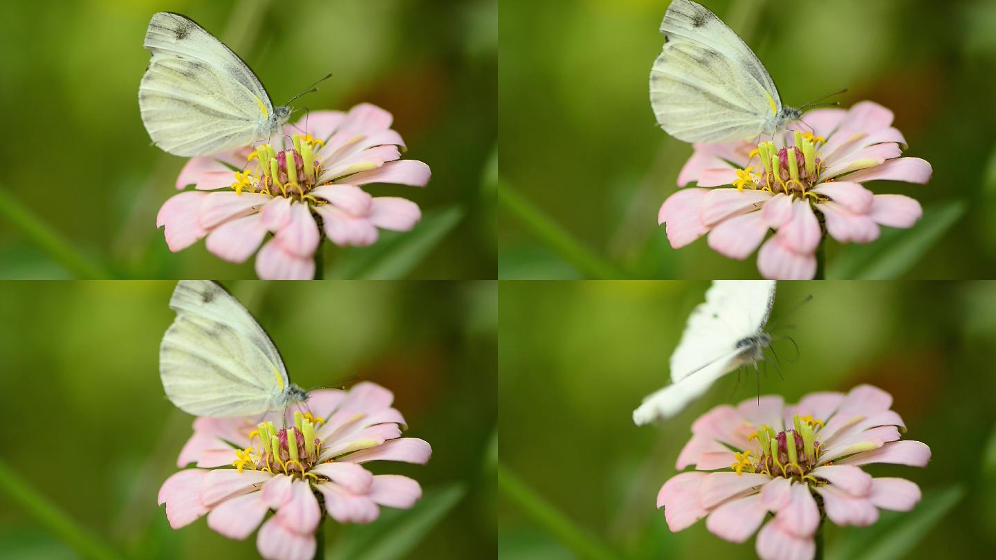 蝴蝶采花粉