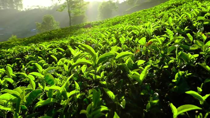 茶园制茶炒茶道文化茶园泡茶采茶