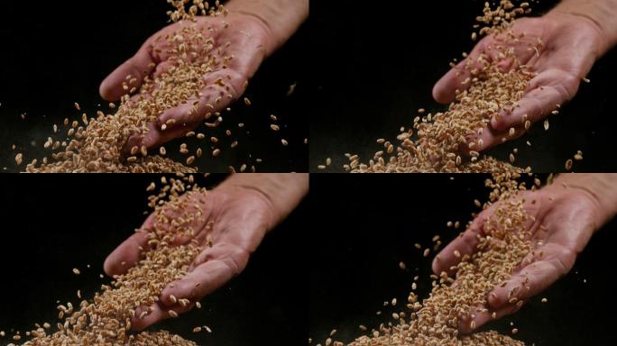 小麦乡村振兴新农村建设三农业农田农民农村