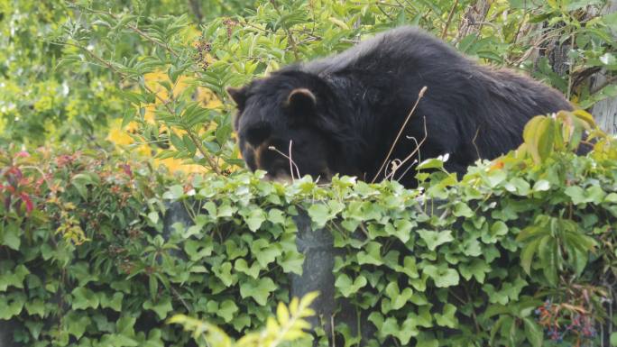 灌木丛后的熊大自然森林丛林生态环境黑熊